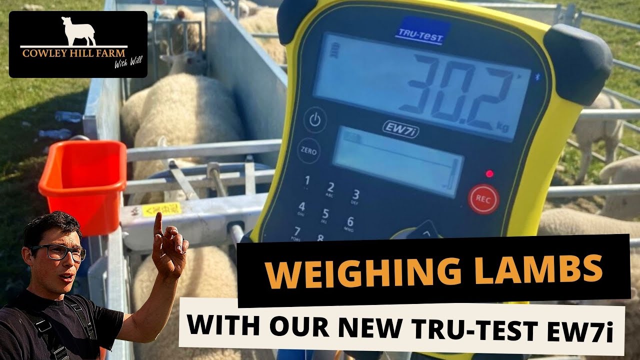WEIGHING LAMBS WITH OUR NEW TRU TEST EziWeigh 7i WEIGH HEAD