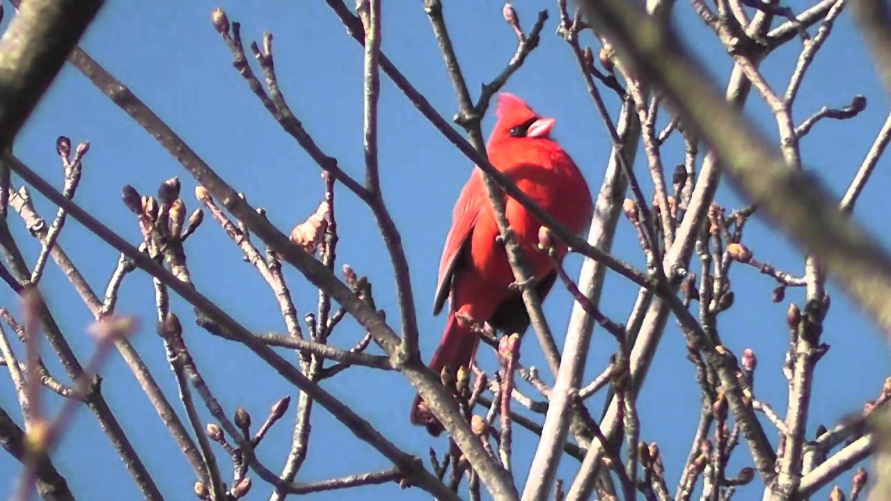 Northern Cardinal Singing Close-up Finale with Thunderstorm in HD
