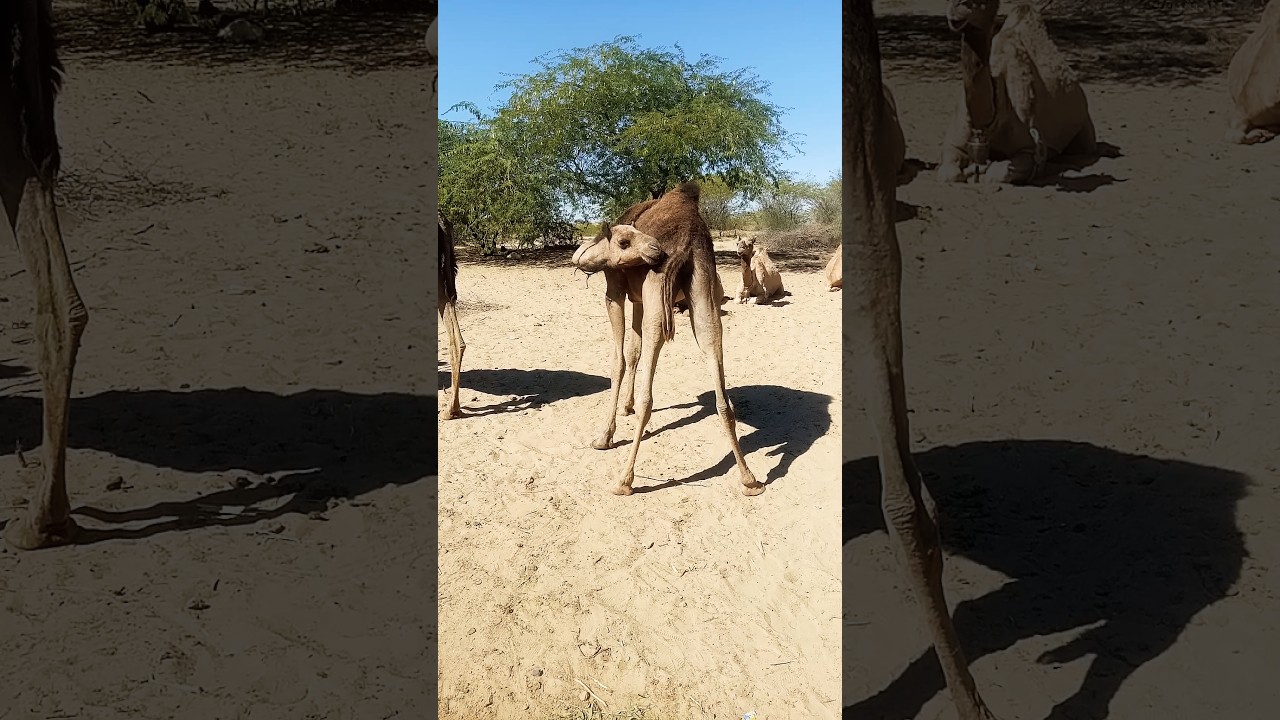 Camel is itching itself in the village pliz_like_sher_and_subscribe_this_channel