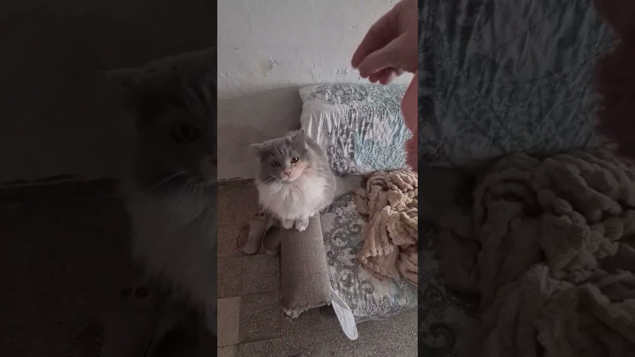 Раздаёт оплеухи😺