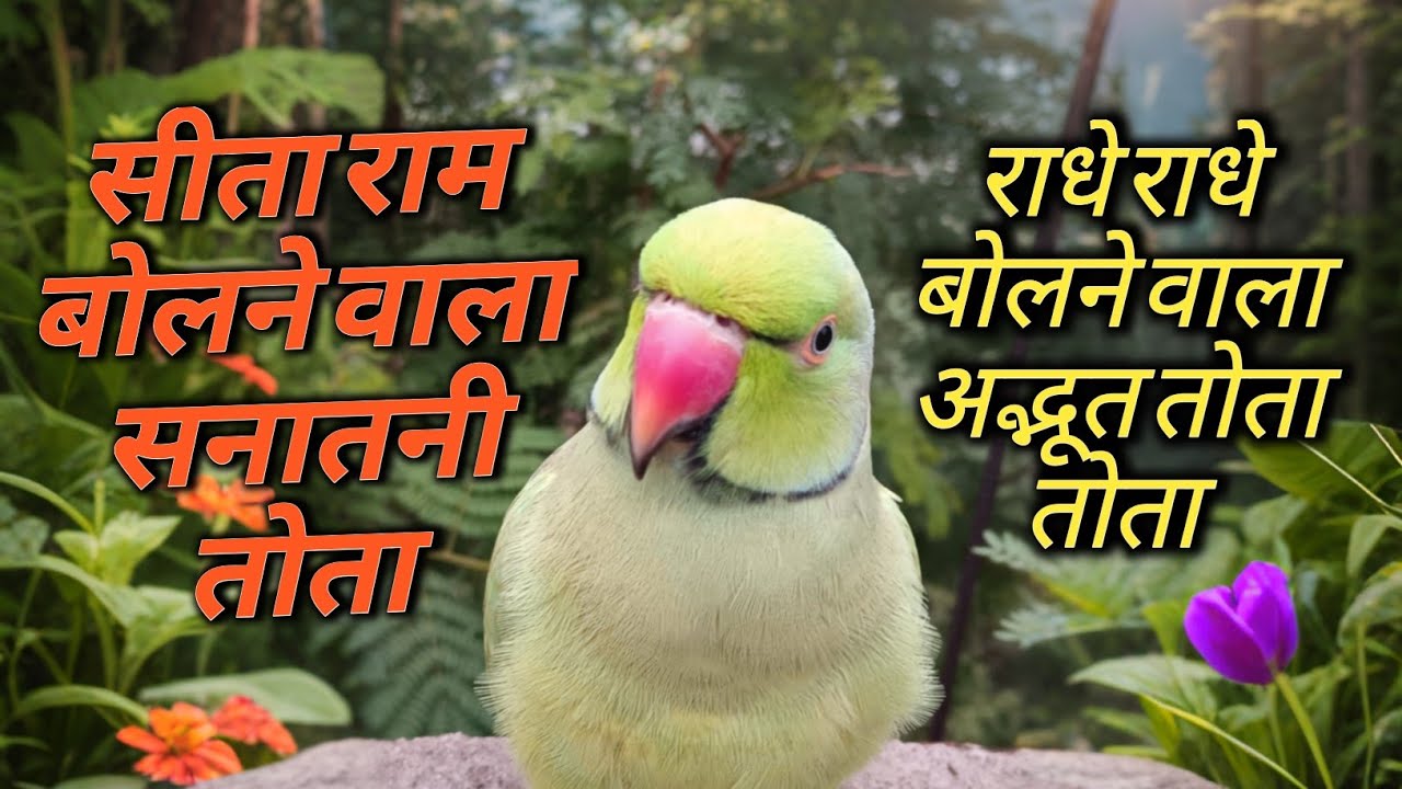 Parrot talking sita ram 😱parrot talking radhe radhe 🥰सीता राम सीता बोलने वाला अद्भूत तोता 🚩राधे राधे