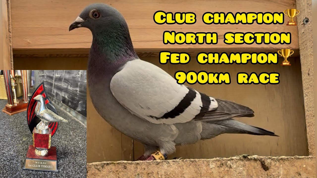 900km RACE CLUB CHAMPION🏆 AND NORTH SECTION FED CHAMPION🏆 #unoloftpigeonracing #racingpipigeons 