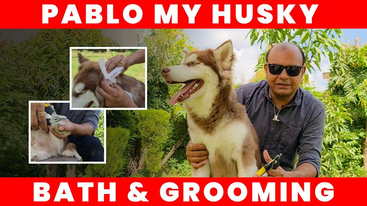 How to Bathe Dog? Pablo - Siberian Husky | Puppy Grooming & Cleaning | Hair Wash | Baadal Bhandaari
