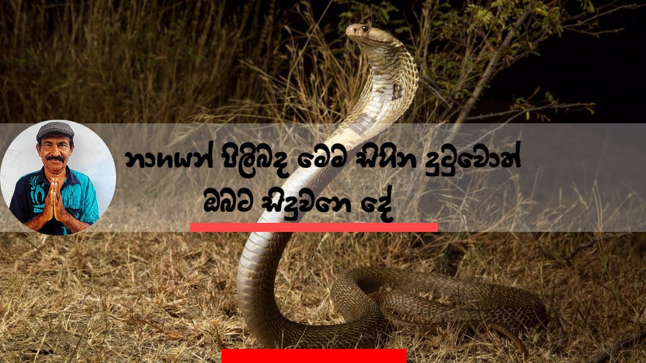 නාගයන් පිලිබද මෙම සිහින දුටුවොත් ඔබට අත්වන ඉරණම !