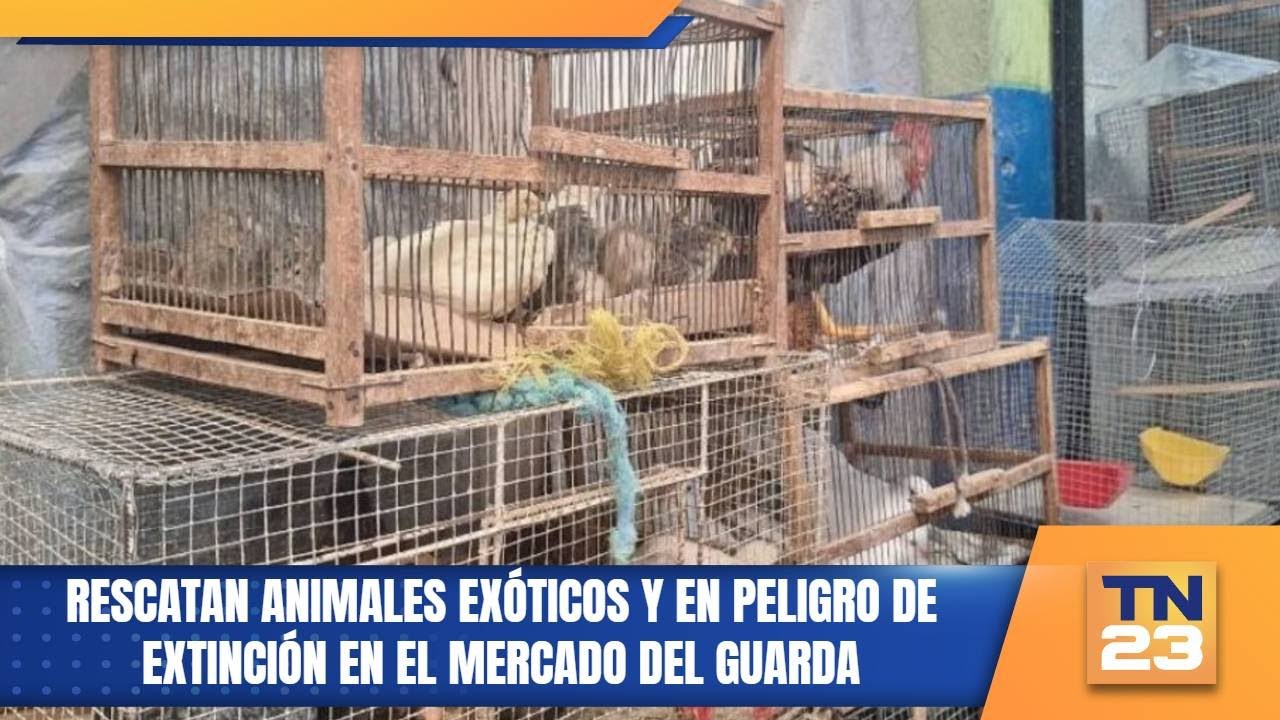 Rescatan animales exóticos y en peligro de extinción en el Mercado del Guarda