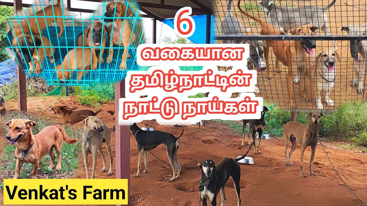 2 ஏக்கரில் 80வகை நாட்டுநாய் கொண்ட பிரம்மாண்டமான பண்ணை | VENKAT Kennel FARM