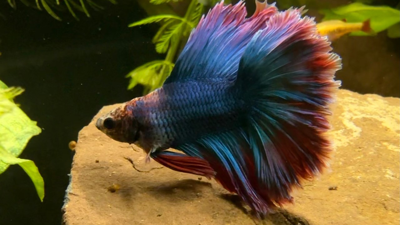Relaxing Indoor Fish Pond LIVE • Clear Water • Water Sounds