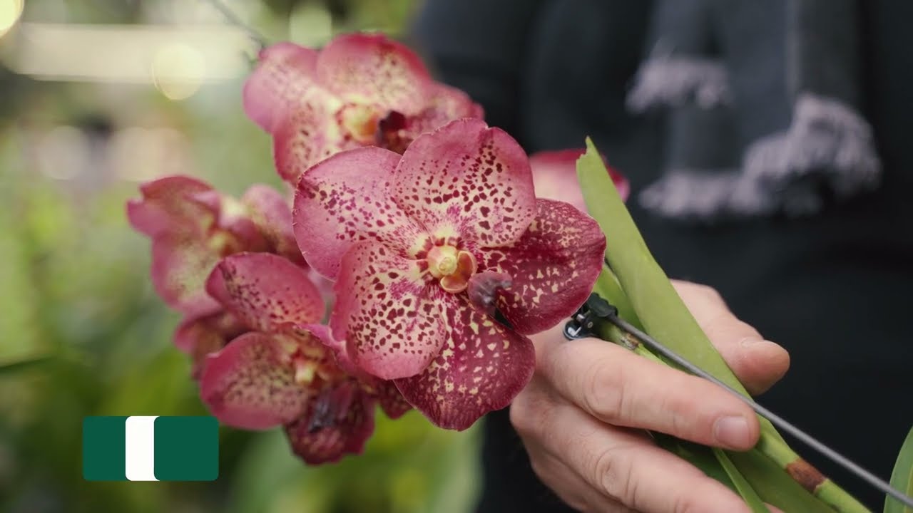 Orchidea Vanda | Consigli e coltivazione