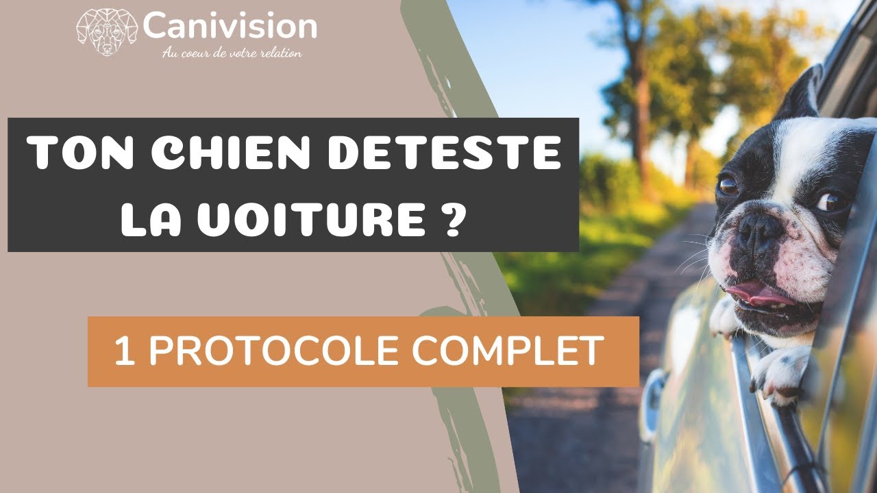 Ton chien malade en voiture | 3 solutions à essayer
