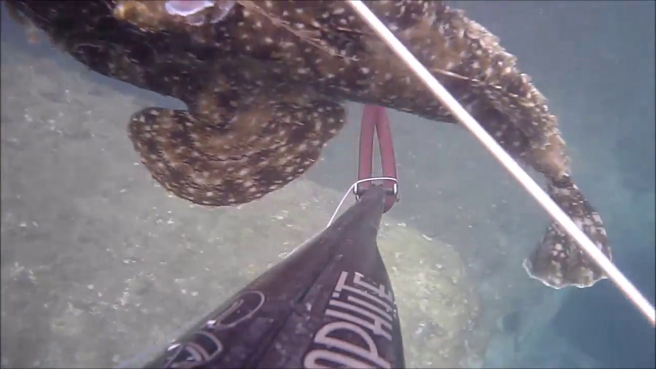Pescasub Rana Pescatrice Aggredisce Pescatore Isola d'Elba di Giuseppe
