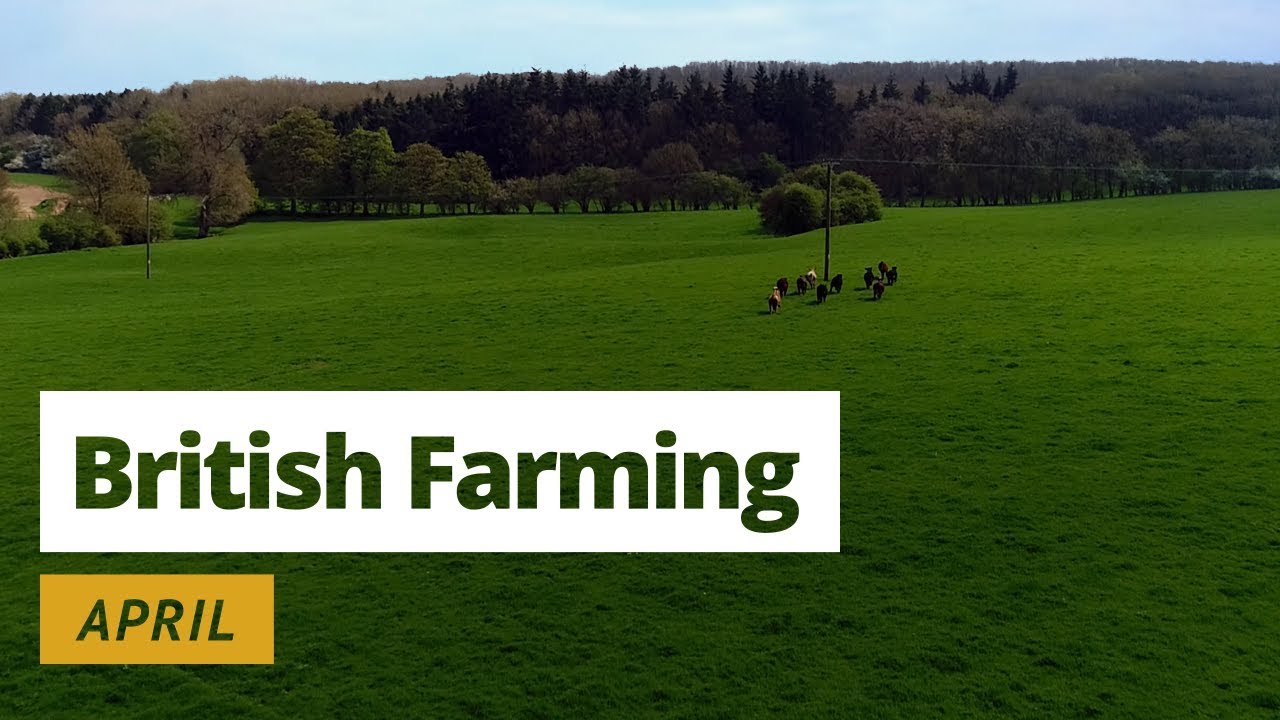 British Farming | 12 Months on a UK Farm: April
