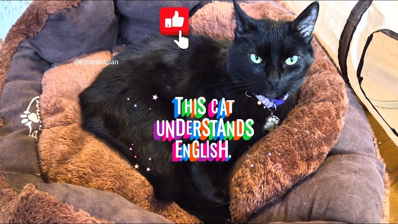 She speaks English. #cat