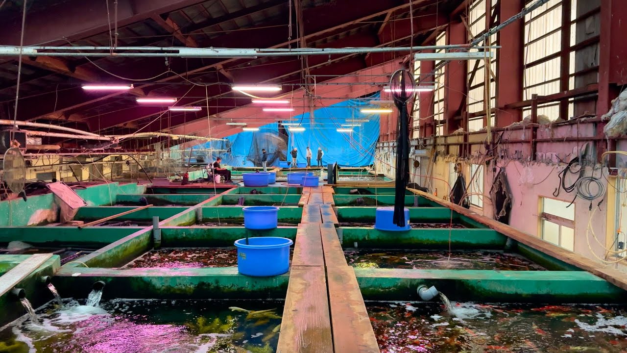 Ферма Marusei Koi Farm — один из заводчиков карпов кои с САМЫМ БОЛЬШИМ ПОГОЛОВЬЕМ в Японии.