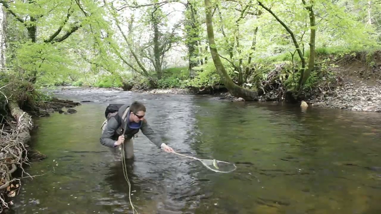 Fly Fishing for Wild Brown Trout at Beat 34: Tresarrett, River Camel, Cornwall