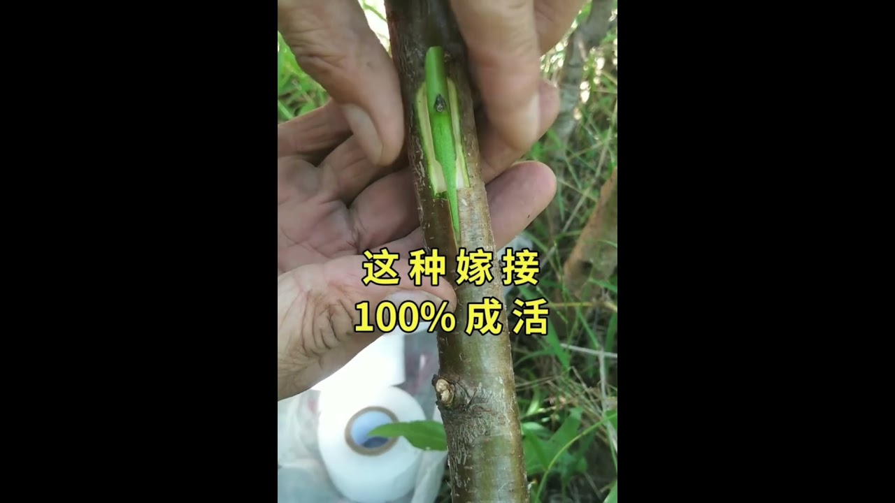 這種嫁接技术，100%成活，學會了你也會成為嫁接高手