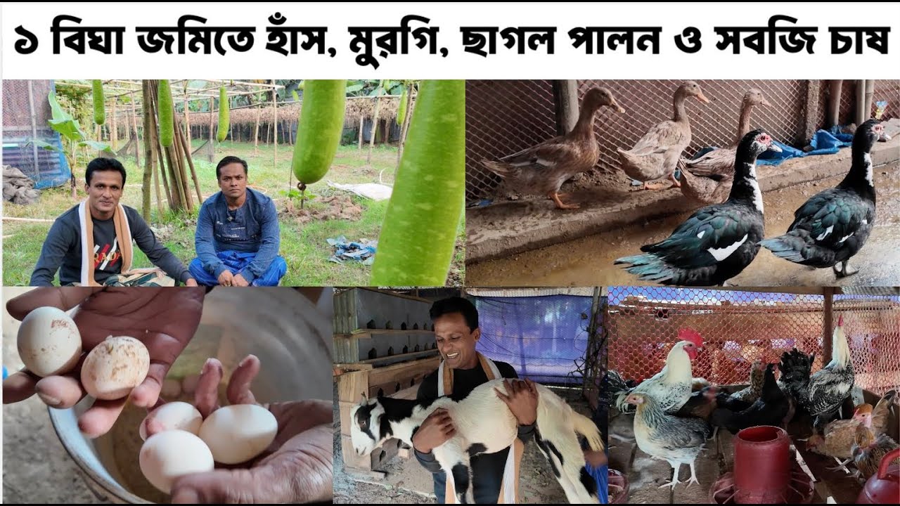 পর্ব ২ : এক বিঘা জমির প্রজেক্ট। সবজি চাষ, হাঁস, মুরগি, ছাগল পালন #farmer #agriculture #farming