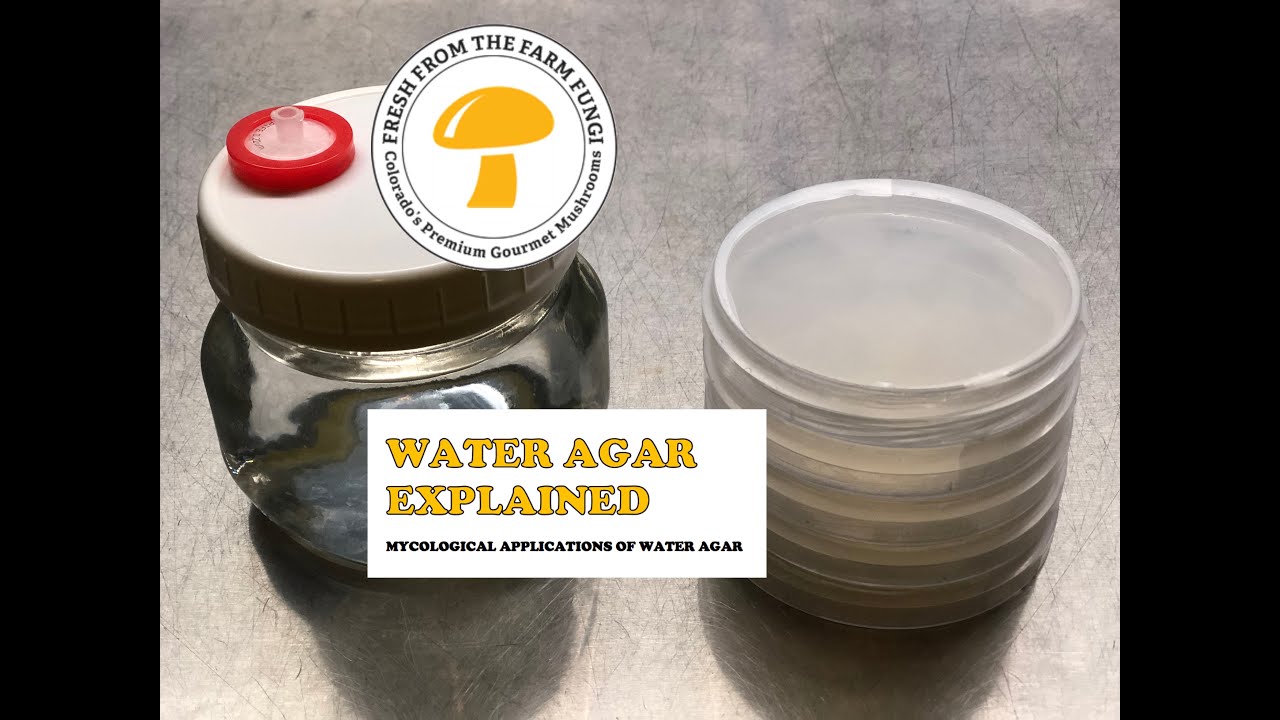 Объяснение водного агара: микологическое применение водного агара