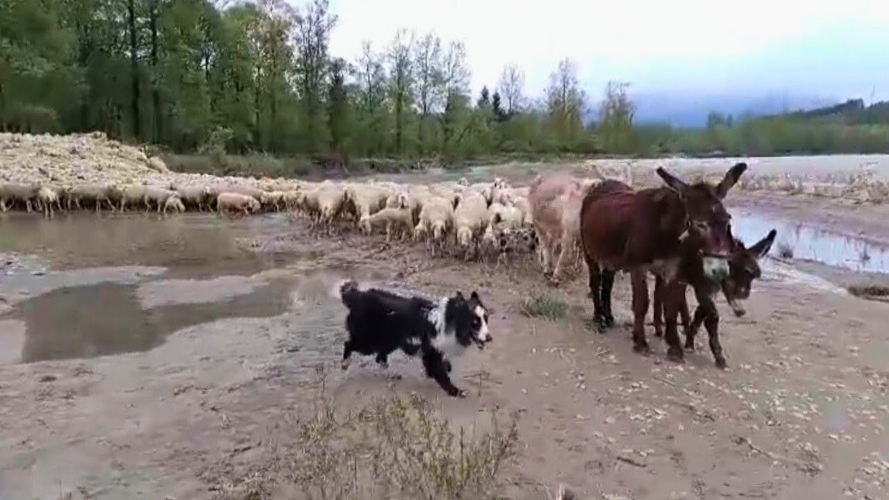 ❤️Transumando❤️ Sul Piave