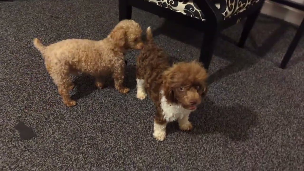 Dill playing with Cowboy and Pippin