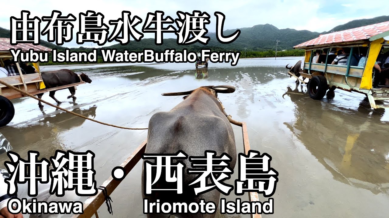 【水牛車載動画】(4K60p)由布島水牛渡し(沖縄県竹富町・由布島→西表島)／Yubu Island WaterBuffalo Ferry(Yubu Island→Iriomote Island)