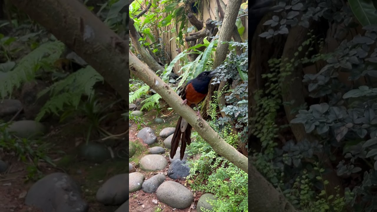Murai batu di aviary #muraibatumedan #aviaryminimalis #aviarymini #aviary
