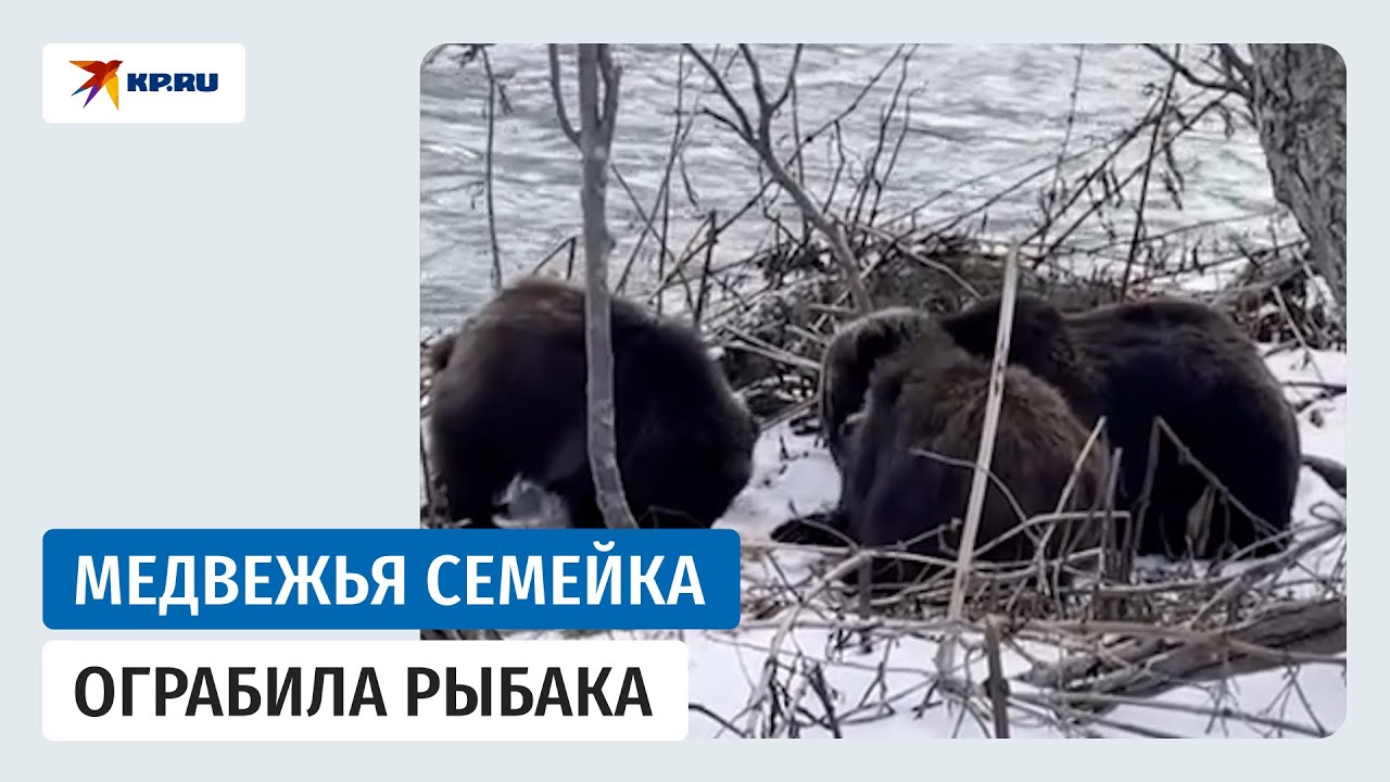 Медведица с двумя медвежатами украла улов у рыбака на Камчатке