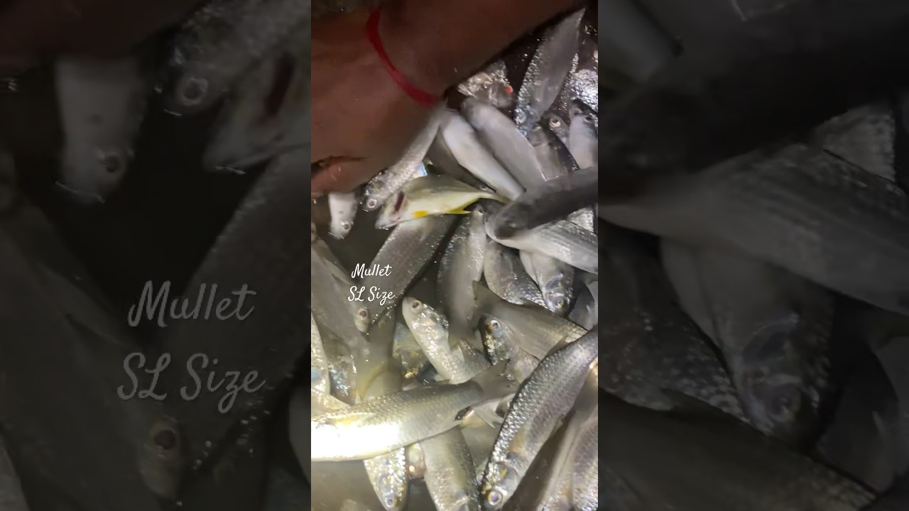 Mullet Fish | Back Water River Fishing || #viral #shorts #trending #hunting