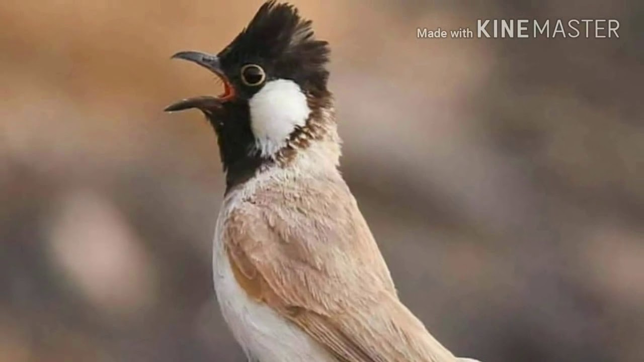 طياريات نثيه للتحريك البلابل الخام
