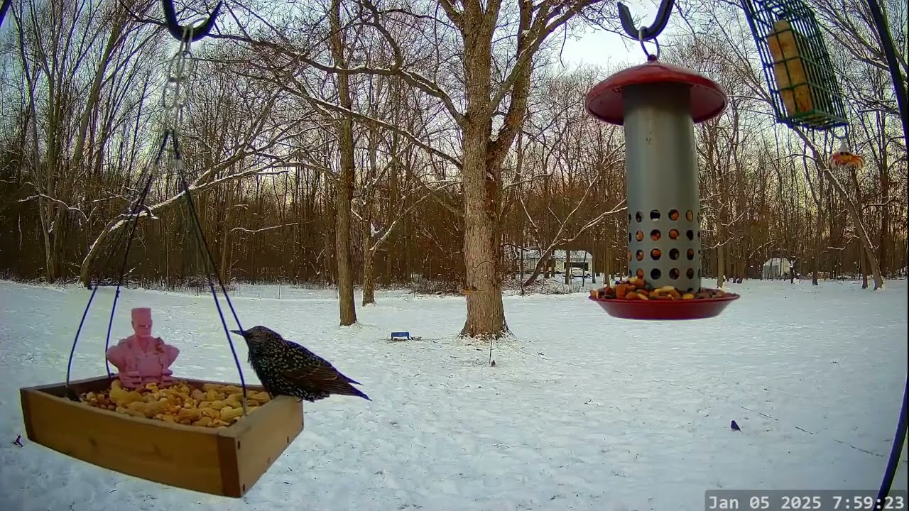 Winter Bird & Critter Cam