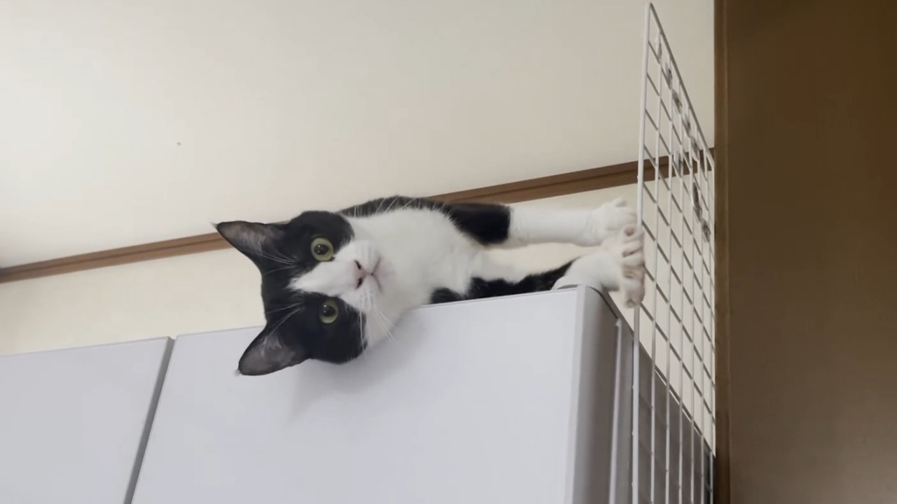 「お母さん、無視しないで」と可愛く訴える猫