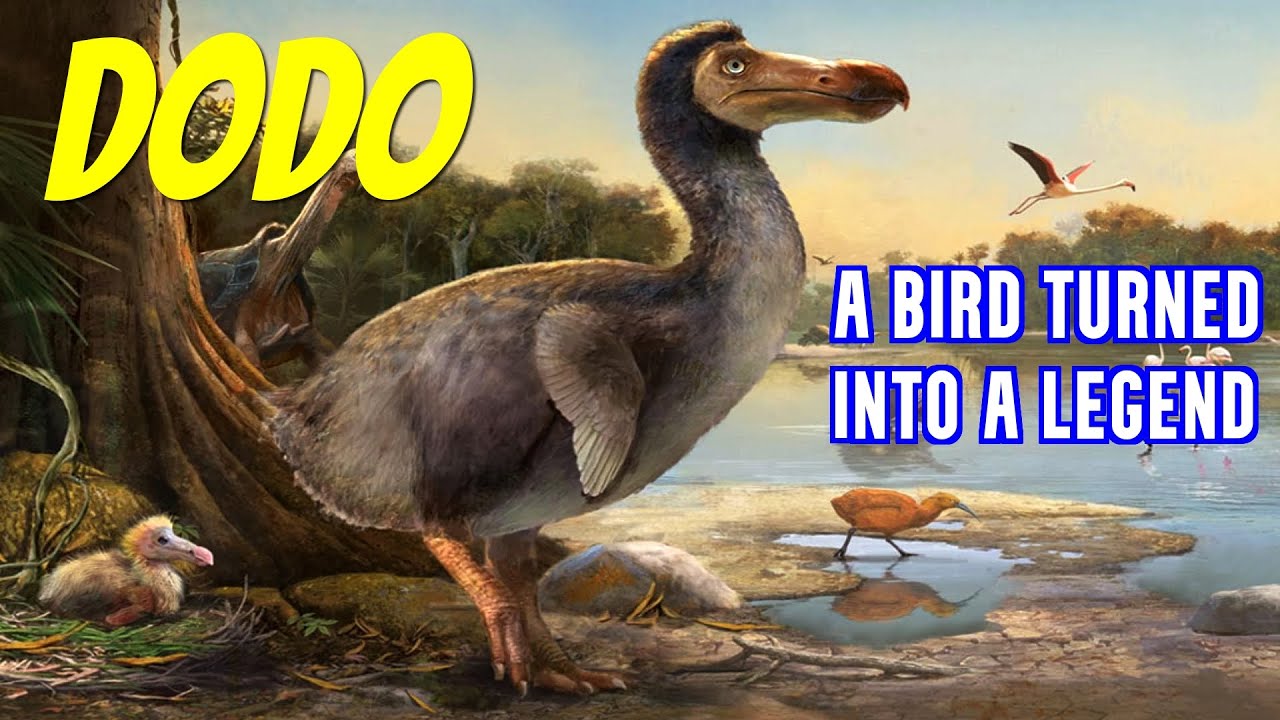Dodo || The Bird Turned Into A Legend