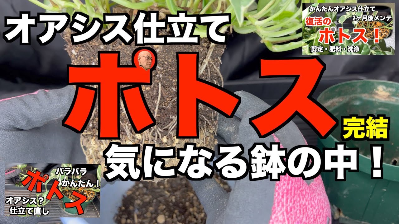【ポトス仕立て直し・完結】オアシス植えて大丈夫？気になる鉢の中！