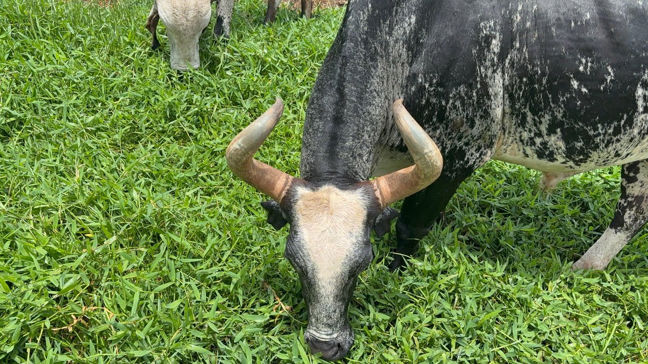 FUI MUDAR A BOIADA DE PASTO MAS VI QUE FALTAVA UM BOI