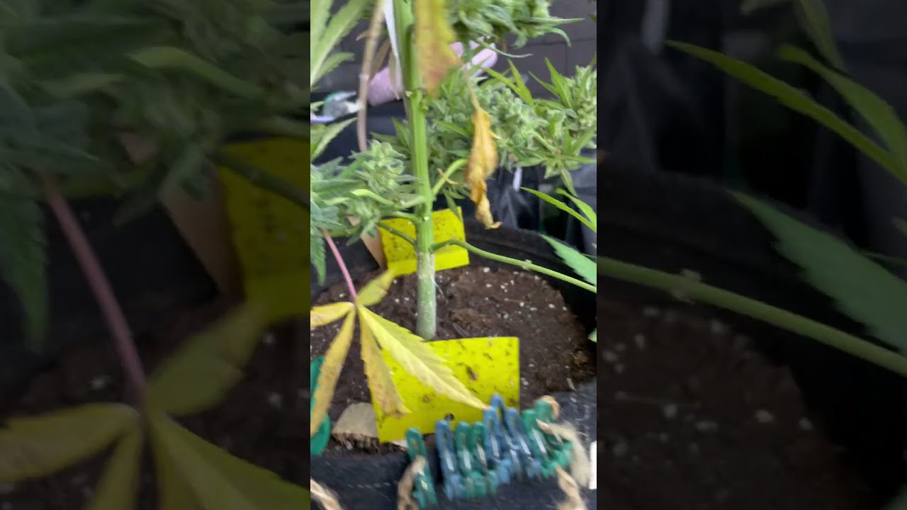 Ready to harvest #outdoor #green poison  #automatic #harvest #grow #shorts