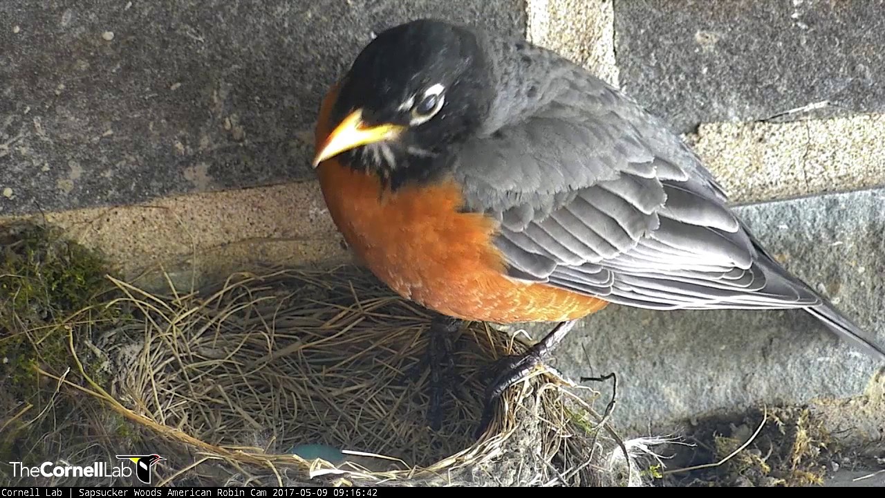 Up Close Feeding on the Robin Cam – May 9, 2017