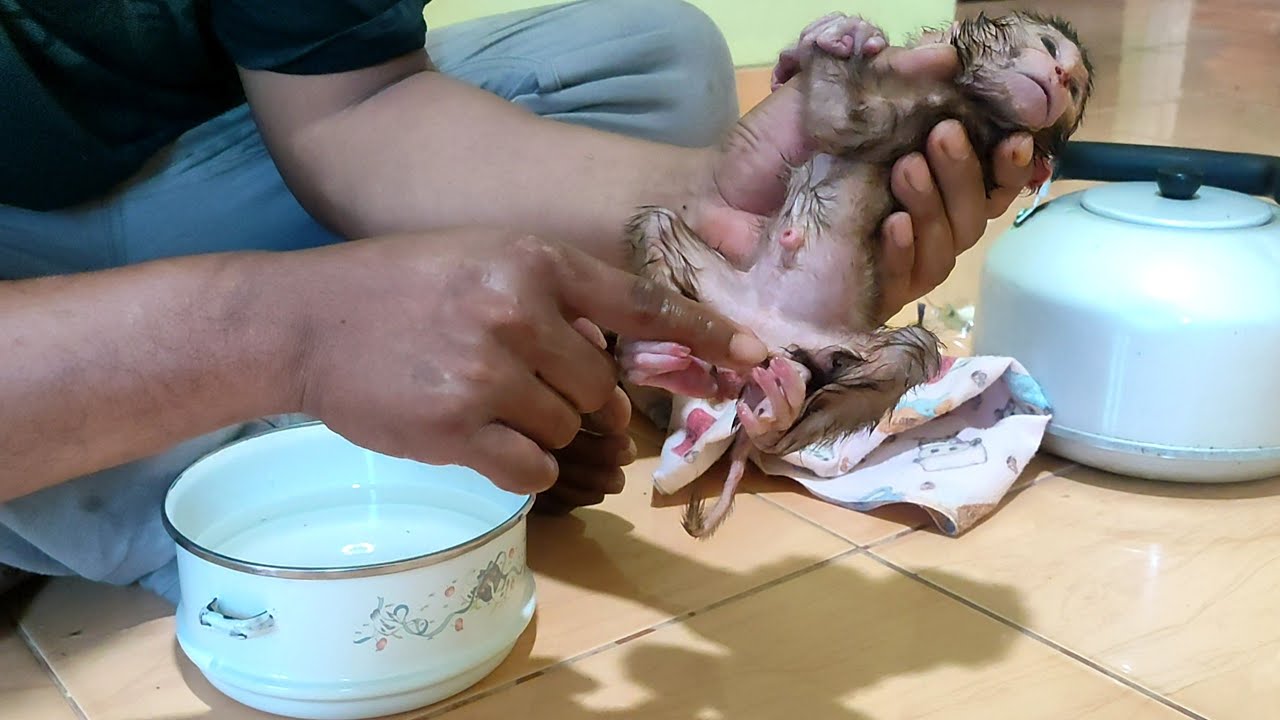 OMG!! I just realized this baby monkey is sick