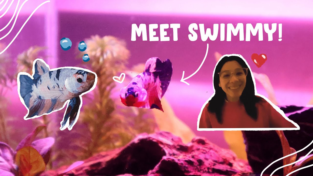 VLOG || I Got A Pet Fish 🐟 Betta Fish ✨