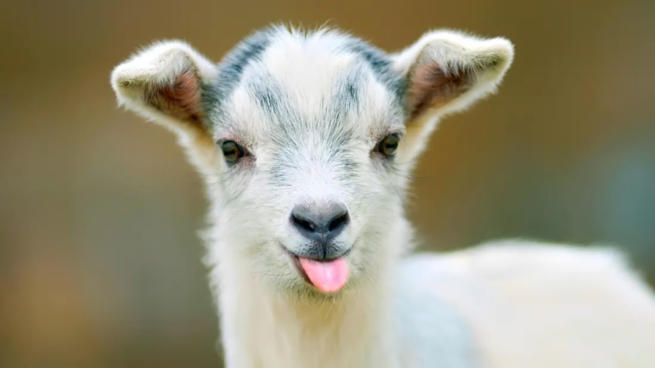 I AM A GOAT!!!! - GOAT SIMULATOR!!