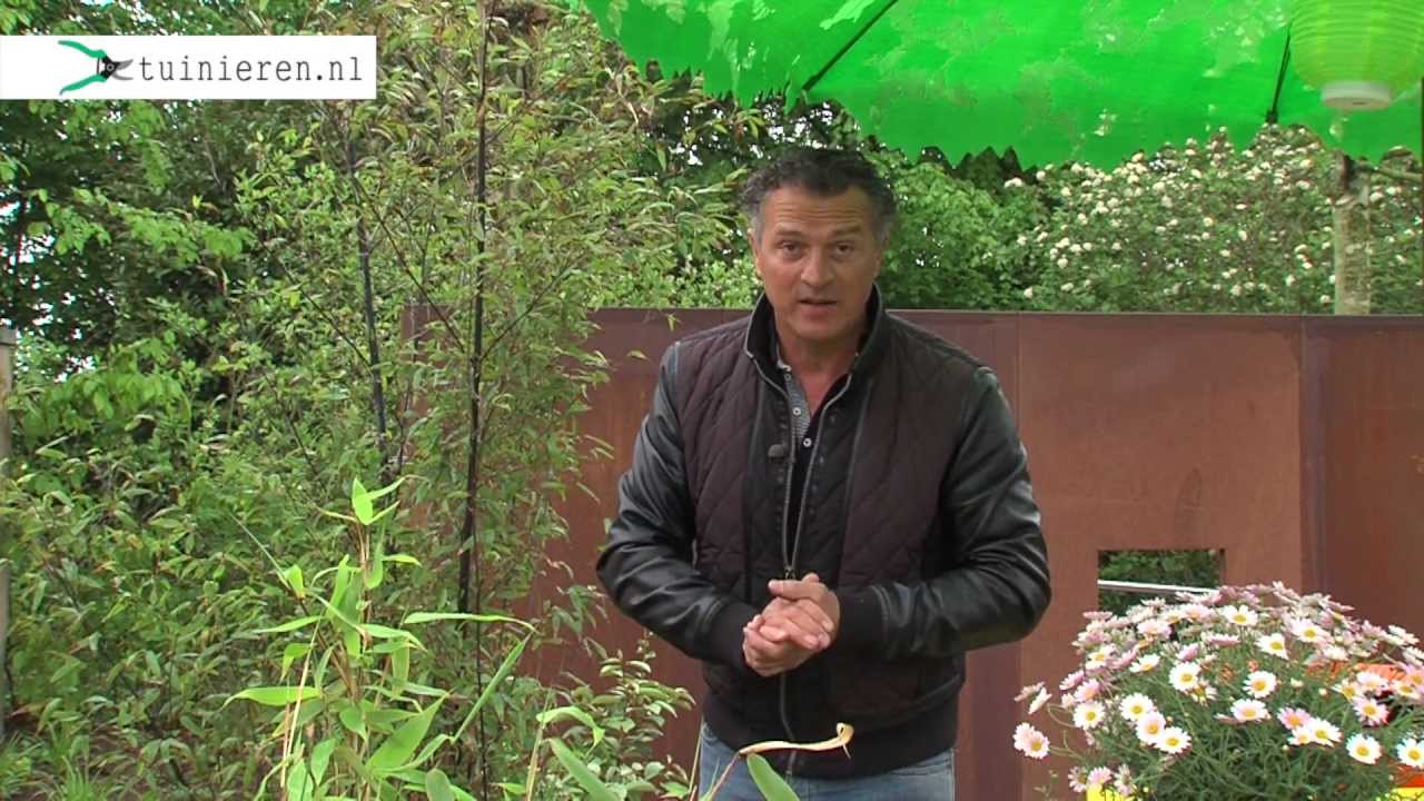 Daktuin of balkontuin aanleggen - Tuinieren.nl