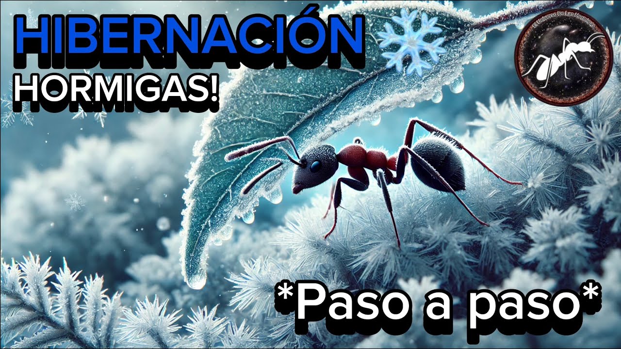 La MEJOR FORMA de HIBERNAR a tus HORMIGAS!❄️*Paso a Paso*