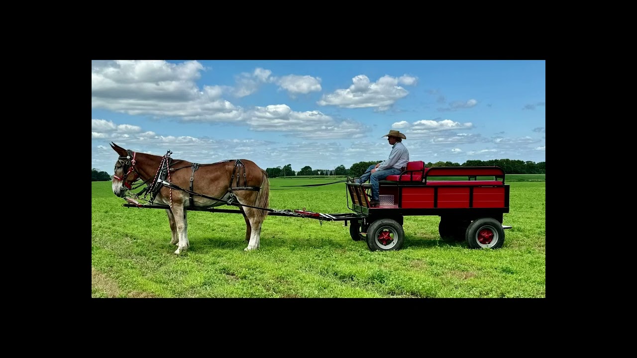 Rafter D Mules Tom & Tia