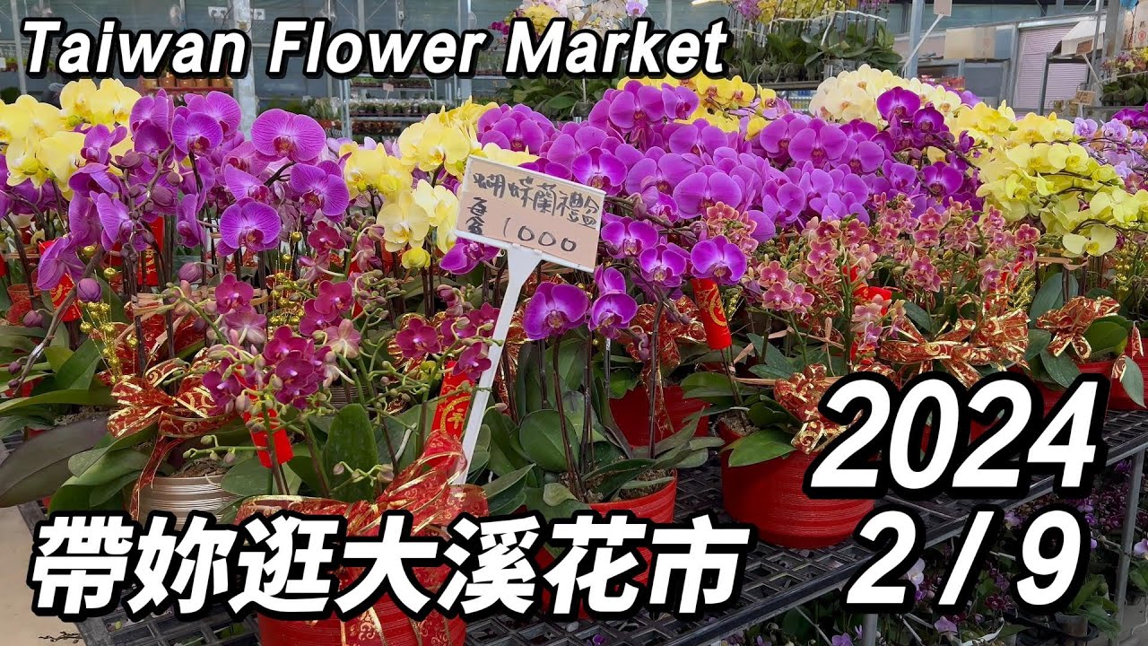 帶妳逛大溪花市~週末搶先看!丨2024/2/9丨Taiwan Flower Market丨