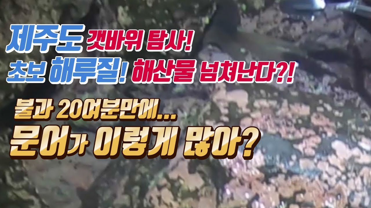 제주도 야간 갯바위 해루질! 문어가 이렇게 많아?! 각종 해산물이 깔려있네?! 대박! (불꽃놀이) Octopus