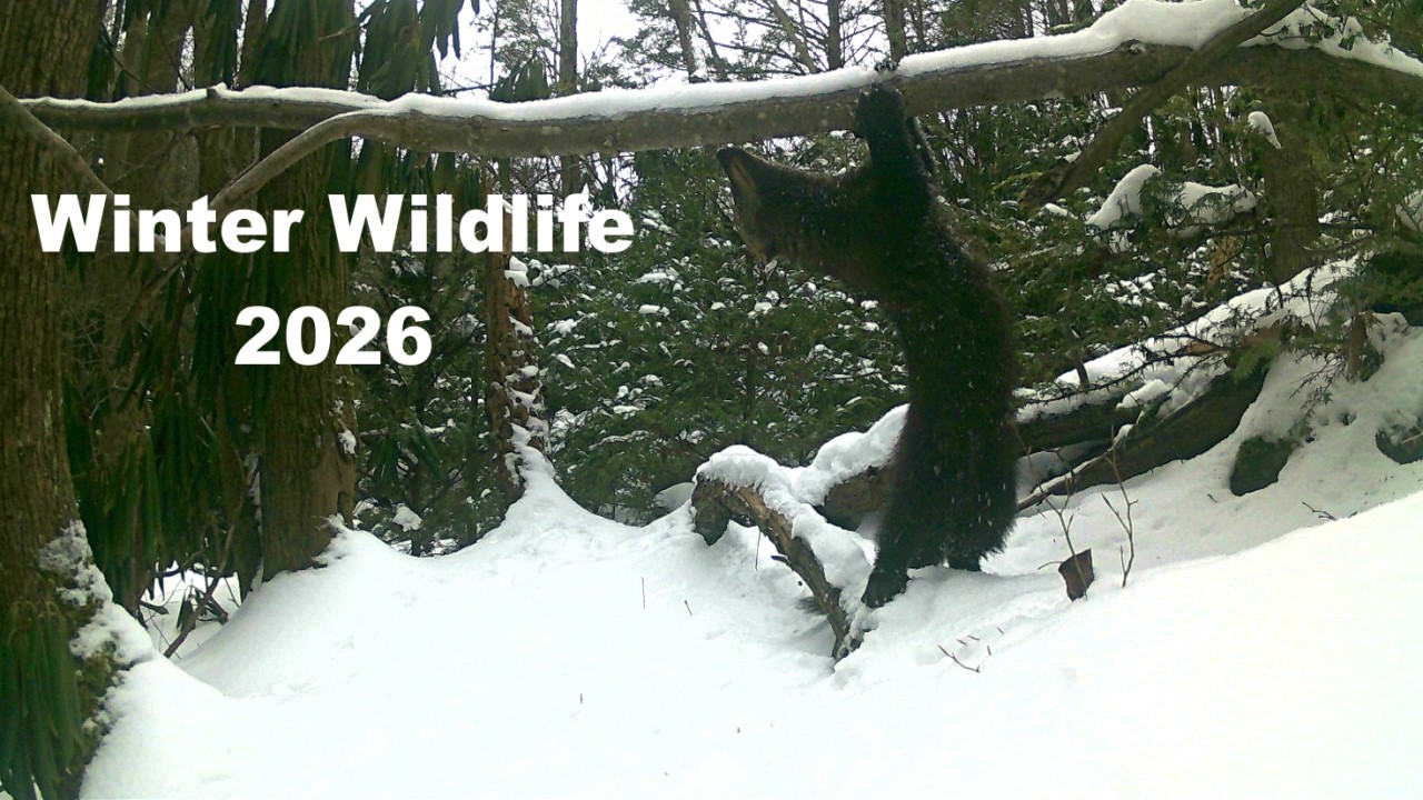 Check Out What My Trail Cameras Captured This Winter