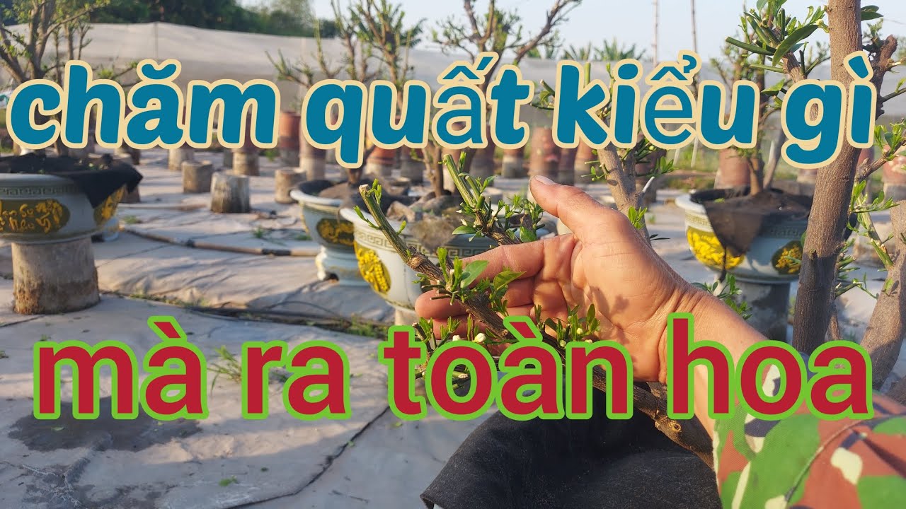 Cách chăm sóc quất  chum ,chậu khi cây nhú mầm