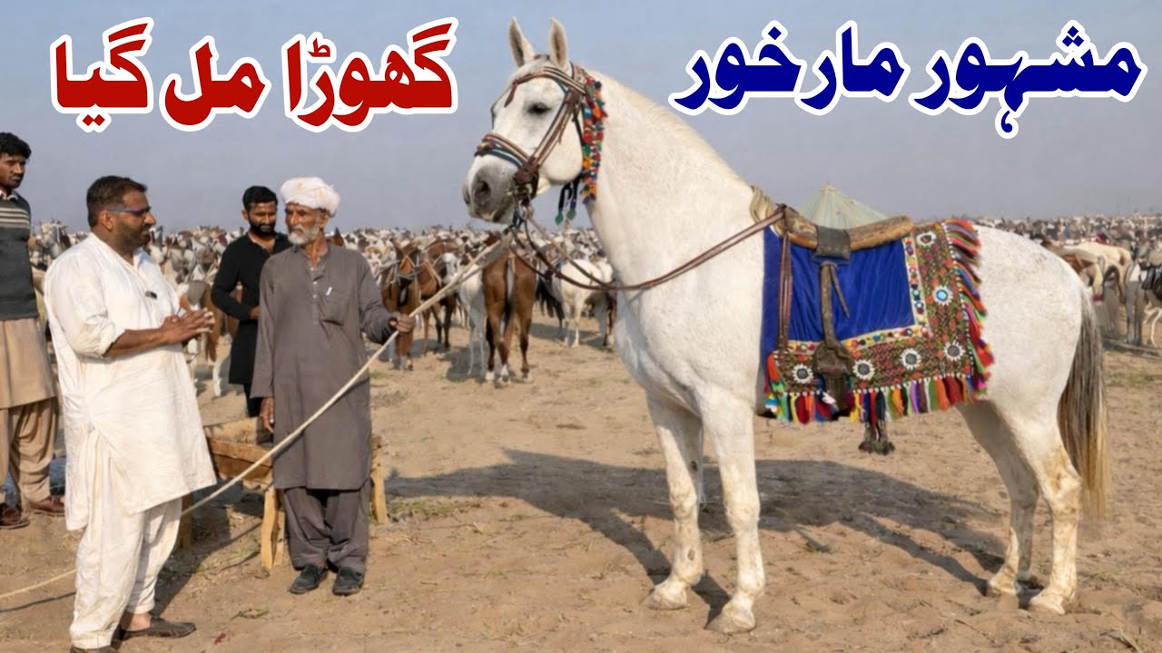 Markhor Ghoda Mil Gya 😍 Markhor Horse Race | Markhor Breeder Horse Information | Pind 34