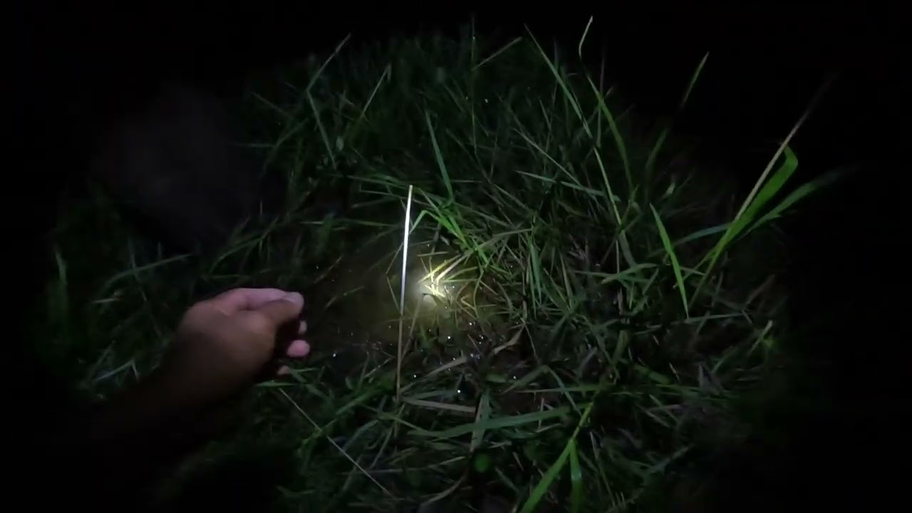 ដើមើលបង្កៃម៉ោង11យប់