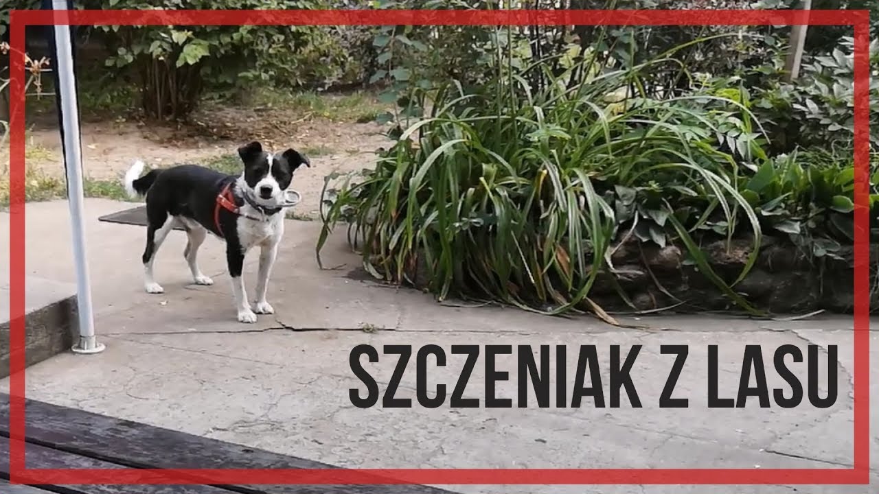 Porzucony szczeniak w lesie. To była trudna sprawa, ale nam się udało.