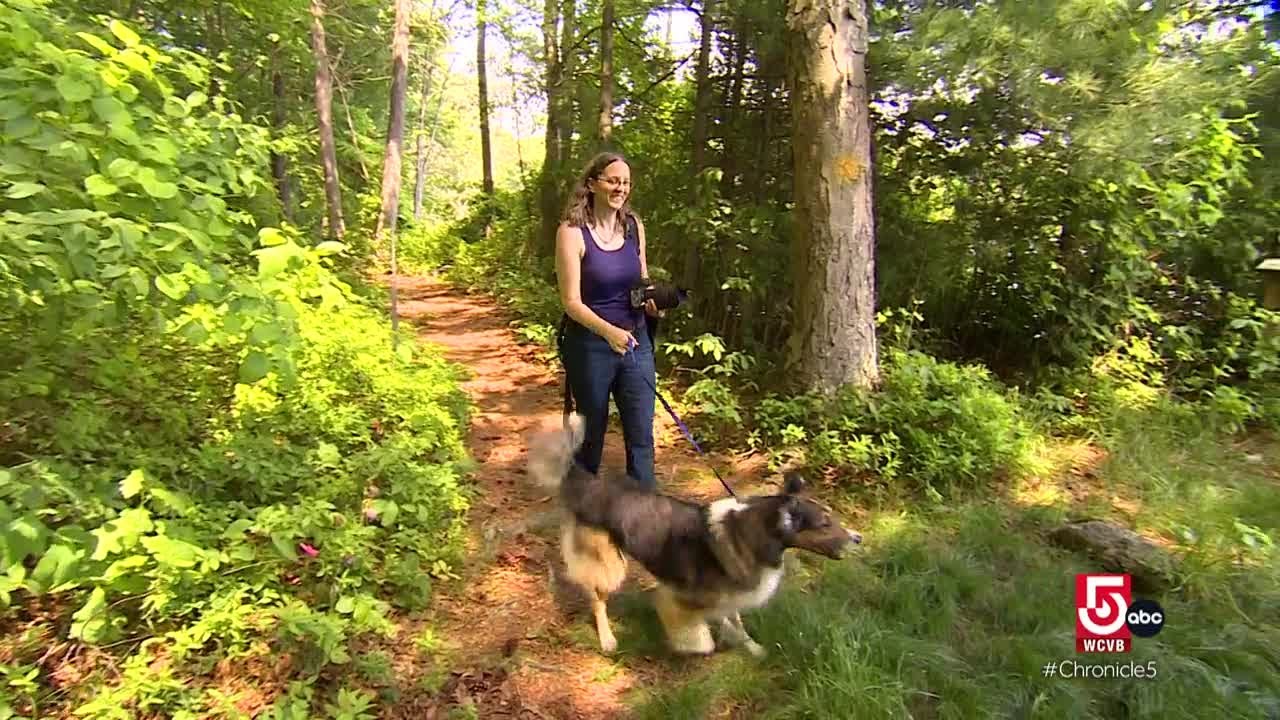 Outdoor activities to do with your dog in New England