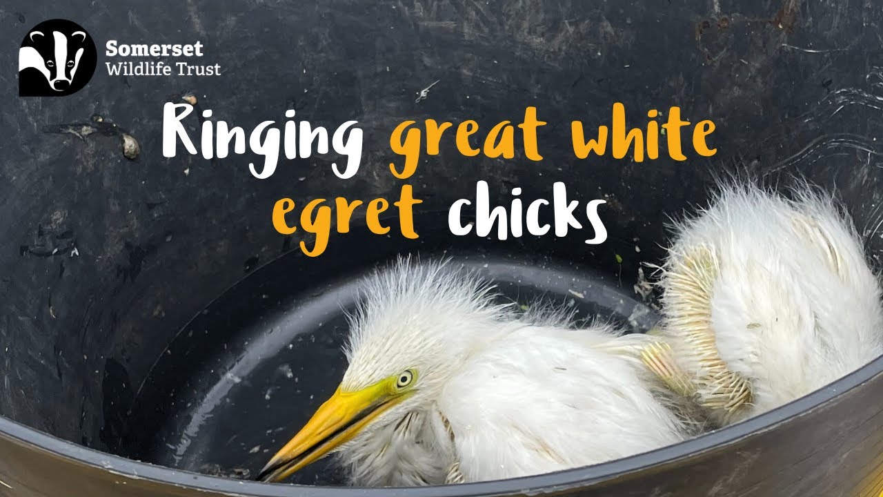 Ringing Great White Egret Chicks